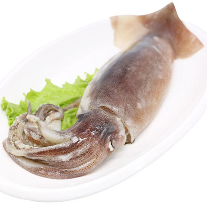 Illex Squid