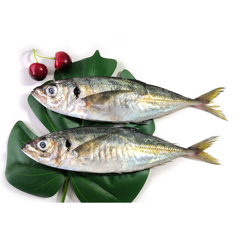 Horse Mackerel